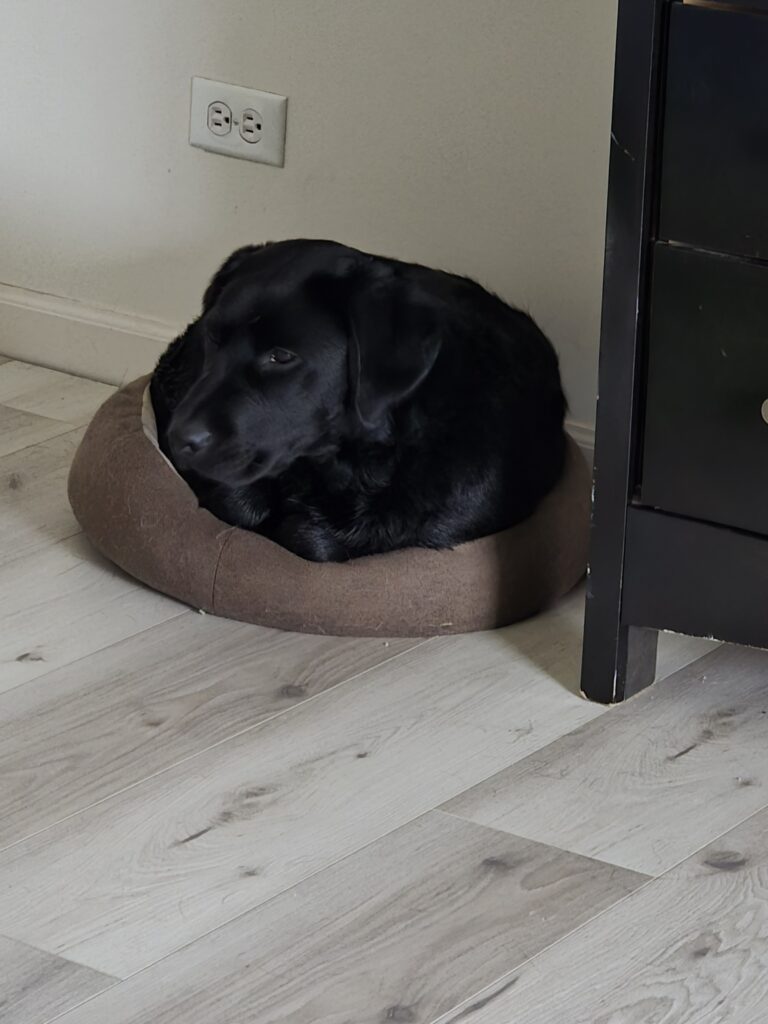 A black lab sits curled up on a brown cat bed. The dog looks too big for the bed, but still manages to fit.