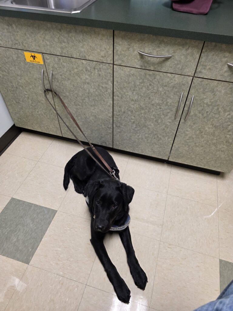 A black lab is laying down while their leash is tethered to a cabinet in a doctor's office. The dog is wearing a Future Leader Dog vest.
