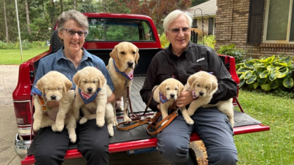 A smiling older couple sits on the open tailgate of a red pickup truck, surrounded by five yellow Labrador and Golden Retriever puppies wearing blue service dog bandanas. A brick house and trees are visible in the background.