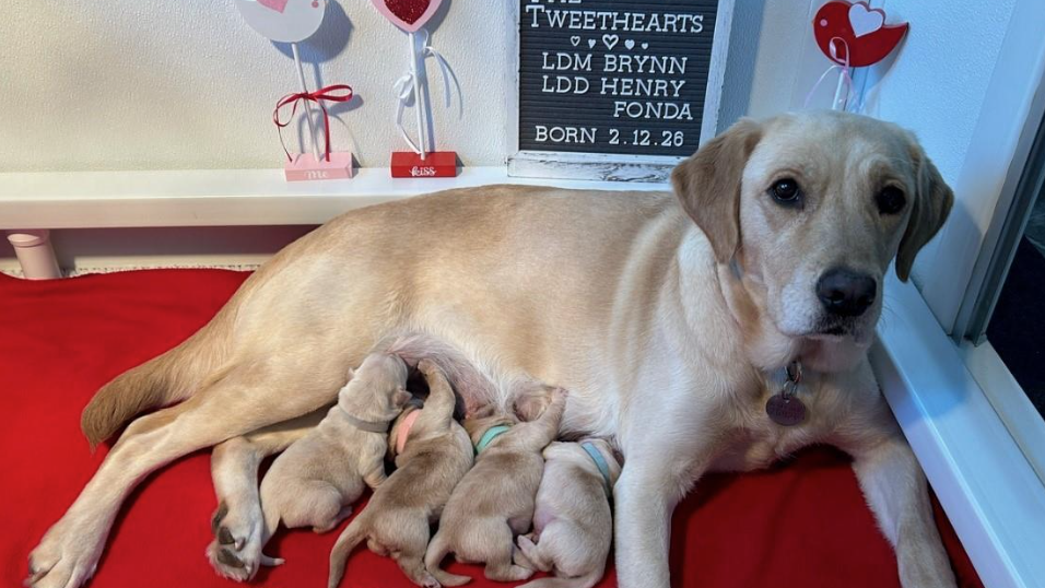 A yellow Labrador mother dog lies on a red cushion nursing five tiny newborn puppies. Behind her is a letter board sign reading "The Tweethearts, Day 2, LDM Brynn, LDD Henry, Fonda, Born 2.12.26," surrounded by Valentine's Day decorations including heart ornaments and a small red bird.
