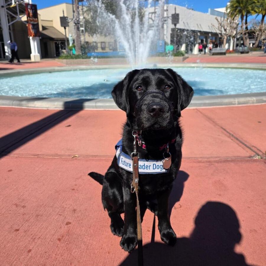 A black Labrador retriever puppy wearing a "Future Leader Dog" vest sits attentively on a red brick plaza in front of a large decorative fountain, with palm trees and blue sky in the background at Disney Springs.