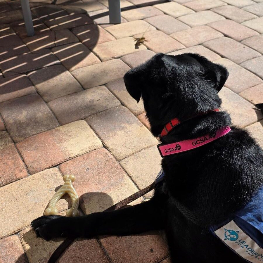 A black Labrador retriever wearing a pink GCSAA collar and Future Leader Dog vest sits on a sunny brick patio, gazing alertly at a gecko with a chew toy resting near her front paws.