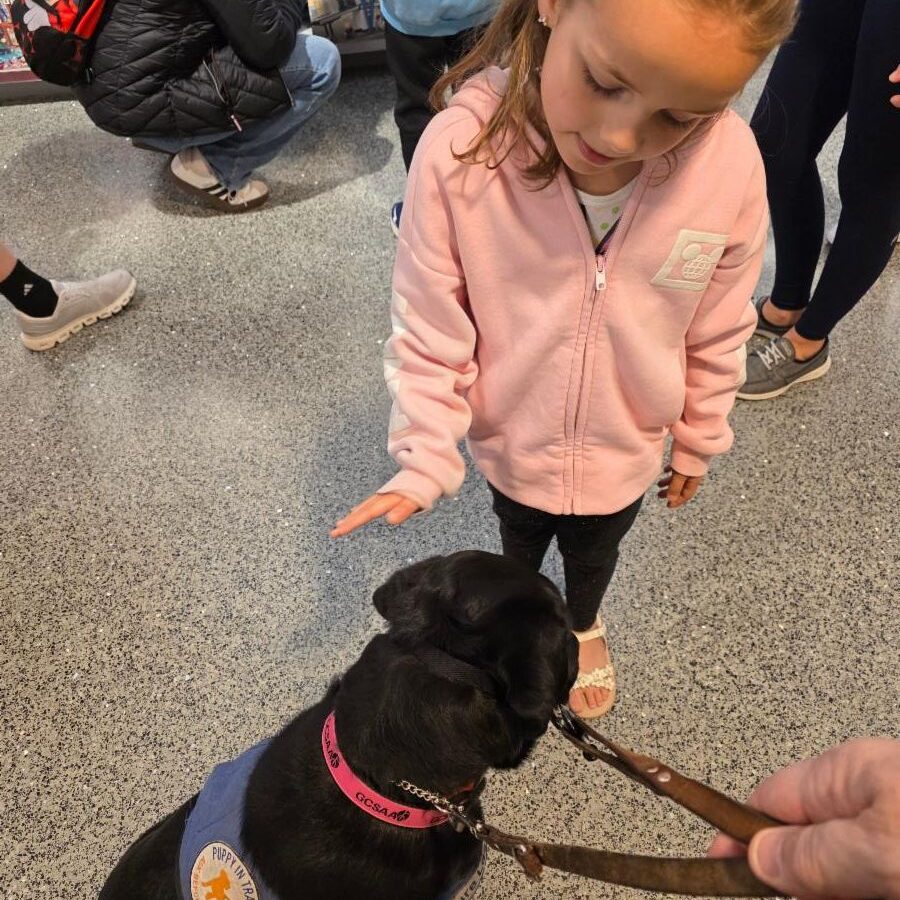 A young girl in a pink Mickey Mouse hoodie reaches down to greet a black Labrador retriever puppy wearing a "Puppy in Training" Future Leader Dog vest and pink GCSAA collar, inside the LEGO store at Disney Springs.