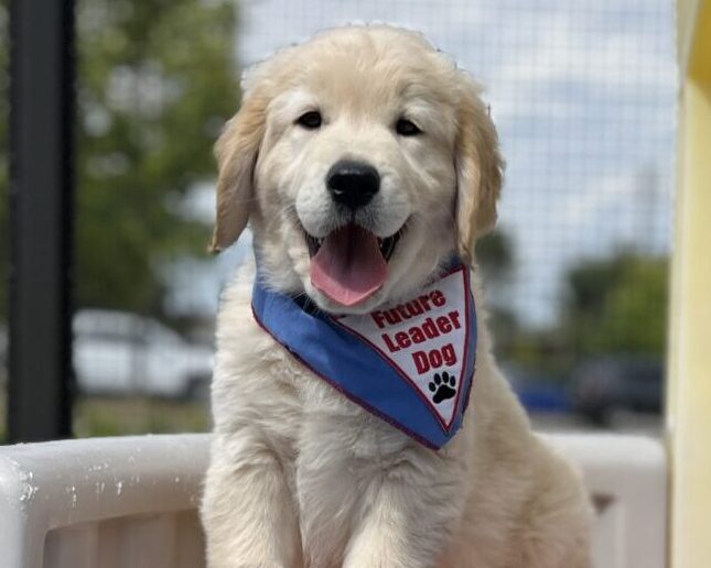 A fluffy golden puppy wearing a blue "Future Leader Dog" bandana sits outside smiling atop a blue play slide.