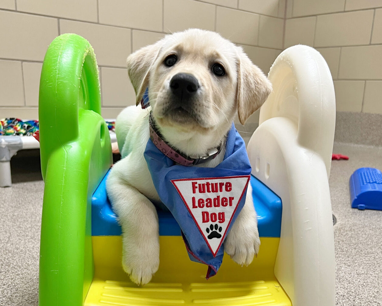 A yellow Labrador puppy wearing a blue "Future Leader Dog" bandana laying on top of a colorful plastic play platform