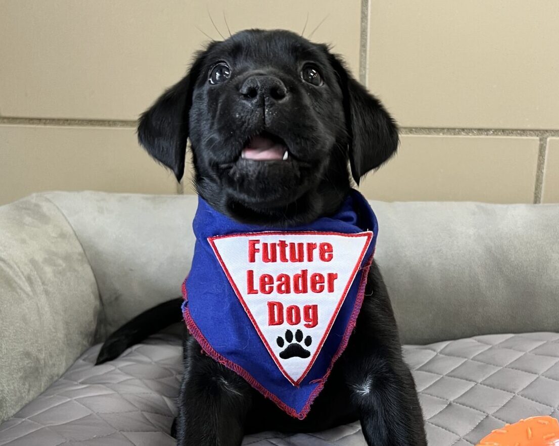 A black puppy wearing a blue "Future Leader Dog" bandana sits on a grey dog bed and stares up at the camera excitedly