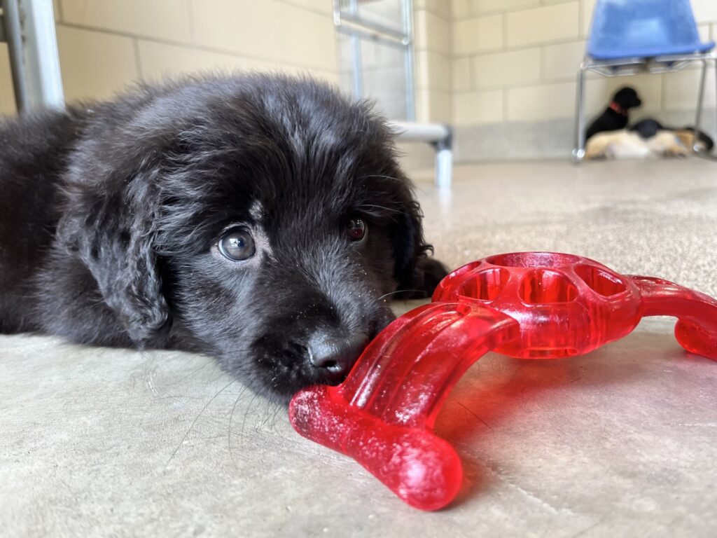 Black fluffy puppy lying on the floor with a red chew toy, photographed at eye level in an indoor puppy play area.