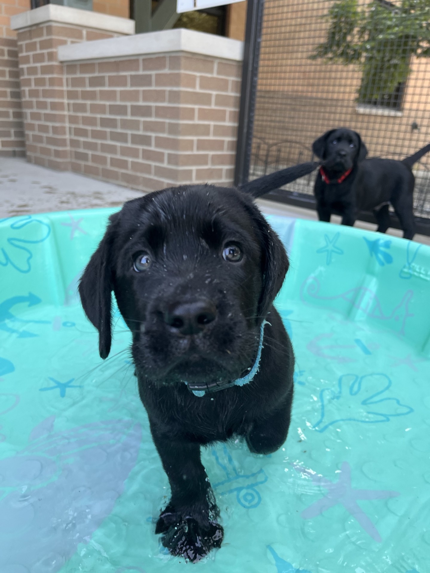 Black Labrador retriever puppy standing in a shallow kiddie pool outdoors, facing the camera, with another puppy visible in the background.