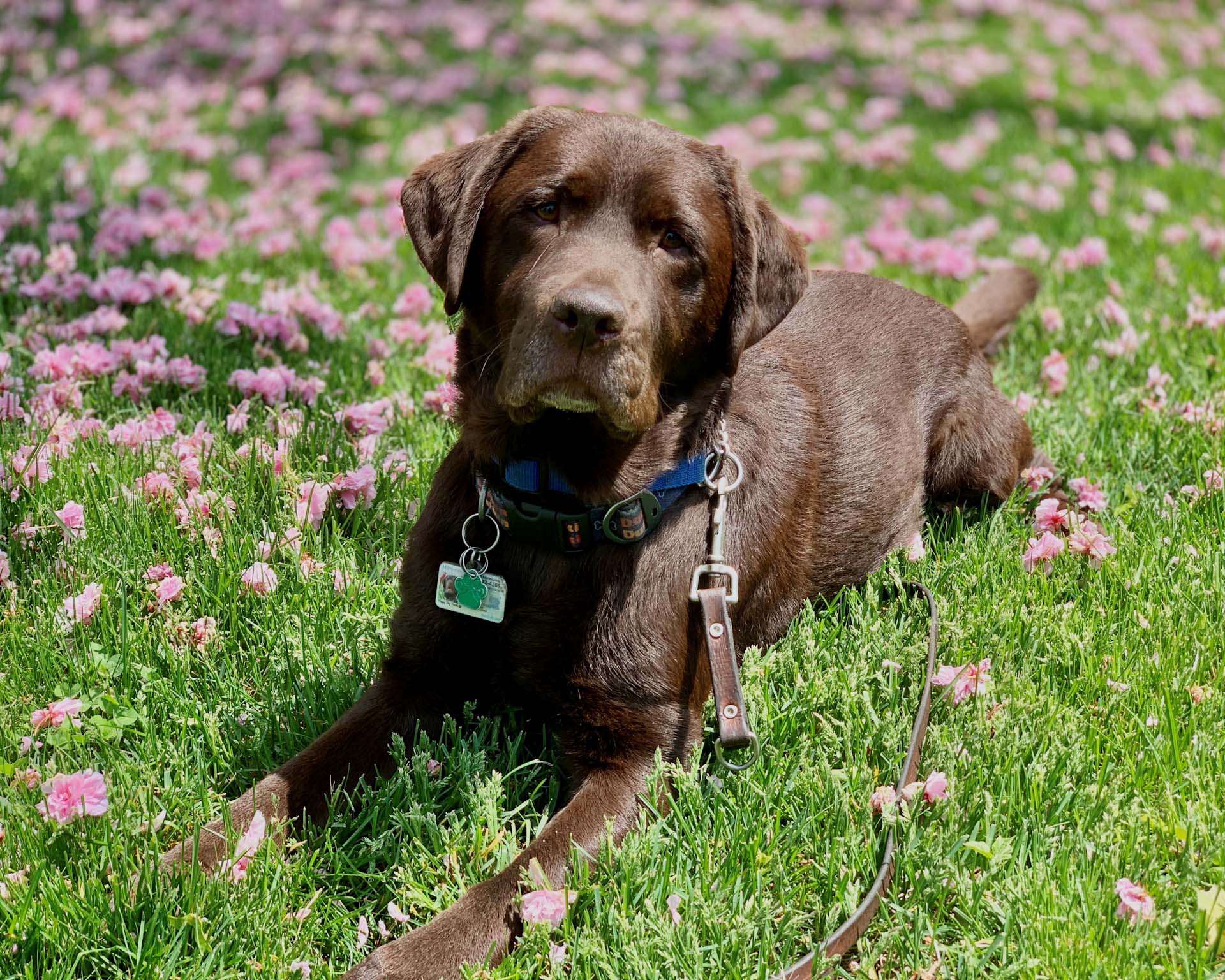 A chocolate lab lays on a grassy field with flowers.