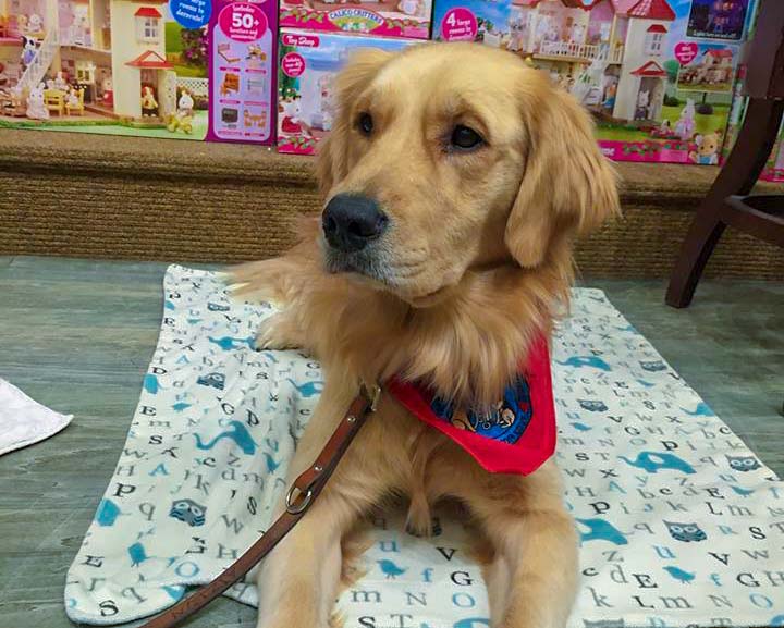 A golden retriever lays on a blanket indoors while wearing a red bandana.