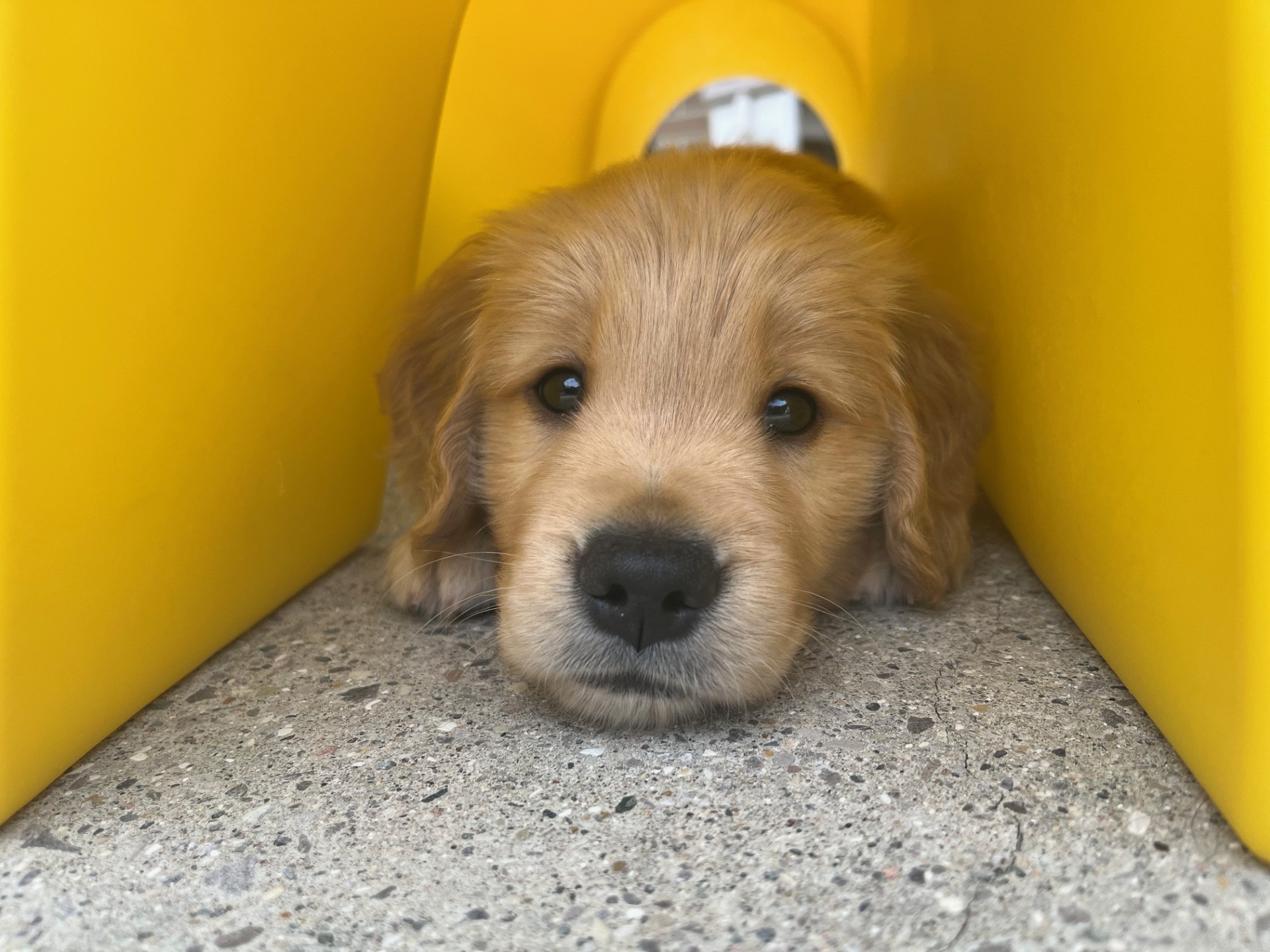 Golden retriever puppy lying inside a bright yellow plastic play tunnel, resting its chin on a concrete surface and looking directly at the camera.