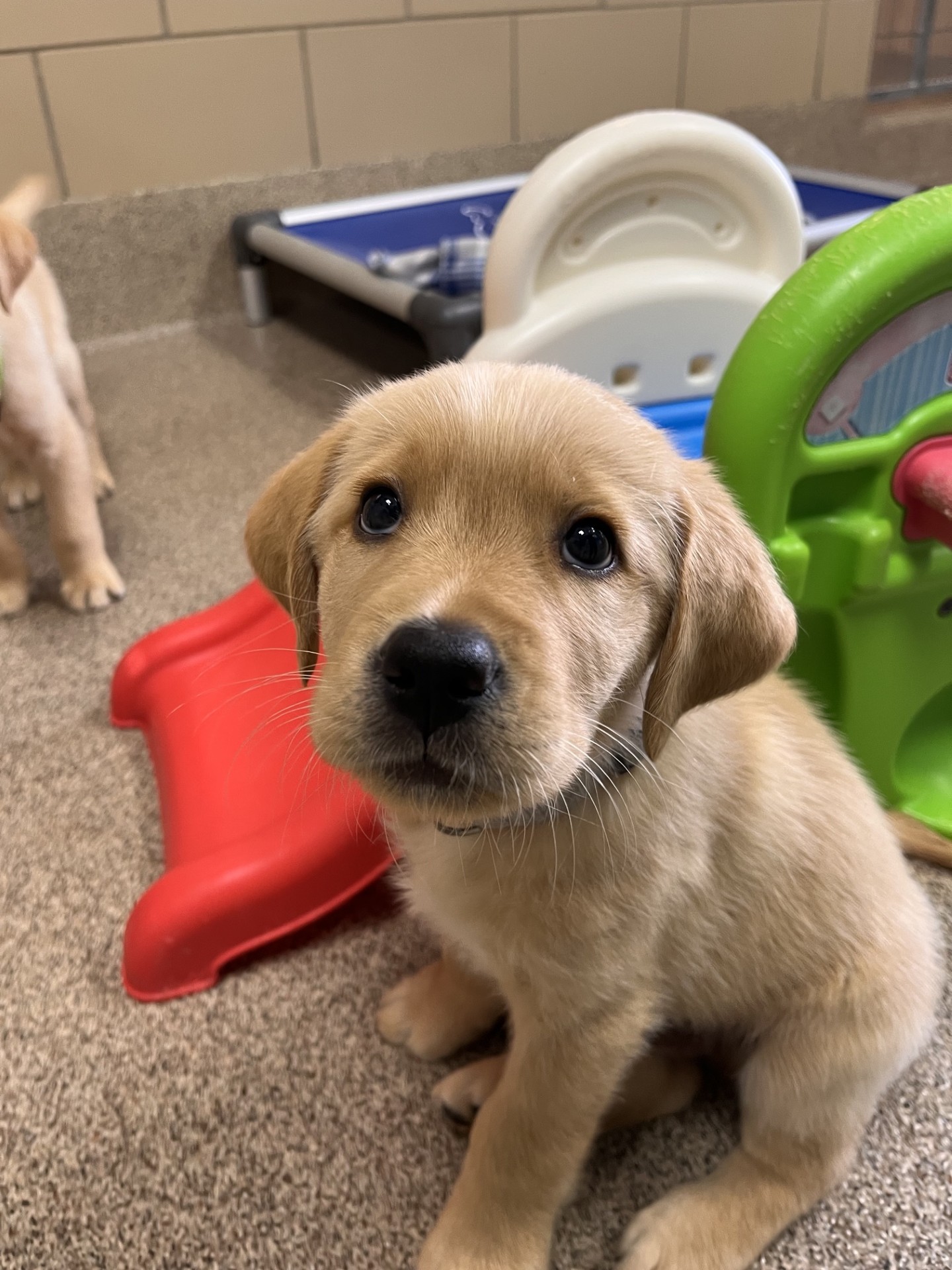 Yellow Labrador retriever puppy sitting indoors next to colorful play equipment, looking directly at the camera.