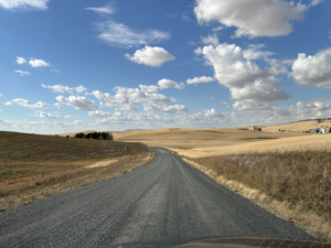 A gravel road splits the amber waves of grain, and is topped with a brilliantly blue sky dotted with white, puffy clouds.