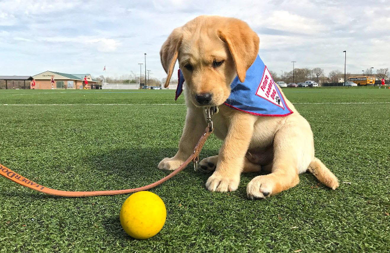 Training Corner: Tips on training your new puppy - Leader ...