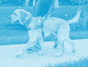Blue colored image of a yellow lab in Leader Dog harness walking on a sidewalk. The photo is taken from the left. A person's hands and legs are visible to the right of the dog