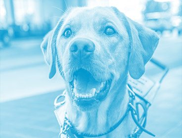 Blue colored close up photo of a yellow lab in leather Leader Dog harness