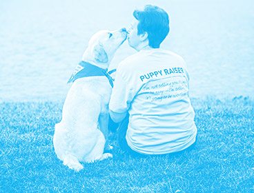 Blue image of a yellow lab wearing a Future Leader Dog bandanna sitting facing away from the camera. The dog is licking the face of a woman seated next to it. The woman is wearing a t-shirt that says PUPPY RAISER on the back