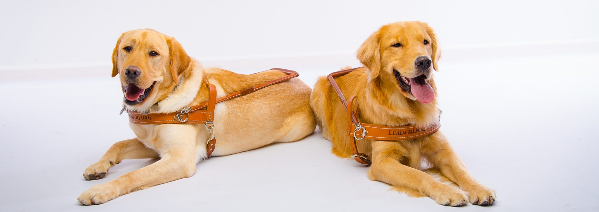 A yellow lab and a golden retriever lie down in front of a white background wearing their Leader Dog harnesses