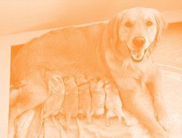 Orange colored image of a golden retriever lying down with open mouth as if smiling. There are five small puppies lying in a row by her belly, nursing