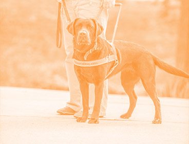 Orange colored image of a Labrador Leader Dog in harness standing on a sidewalk