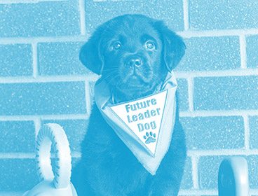 A black Labrador puppy wearing a Future Leader Dog bandanna