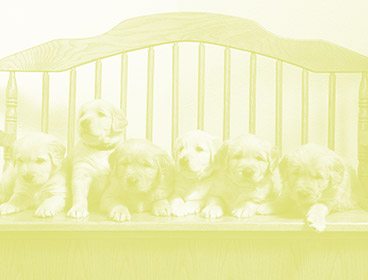 a litter of six golden retriever puppies lying on a bench