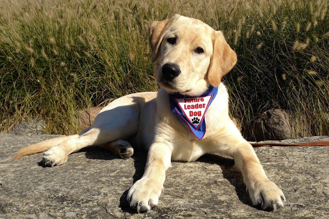 An adolescent yellow lab and golden retriever cross lies outside on a large, flat rock. He is tilting his head at the camera and wearing his Future Leader Dog bandanna