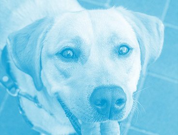 Blue colored image of a yellow lab with mouth open and tongue out looking up at the camera