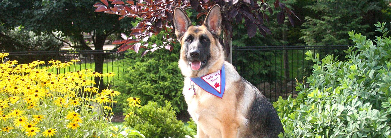 A German shepherd sits in front of various foliage on a sunny day. She is wearing a Leader Dog Mom bandanna and looking at the camera with tongue slightly out