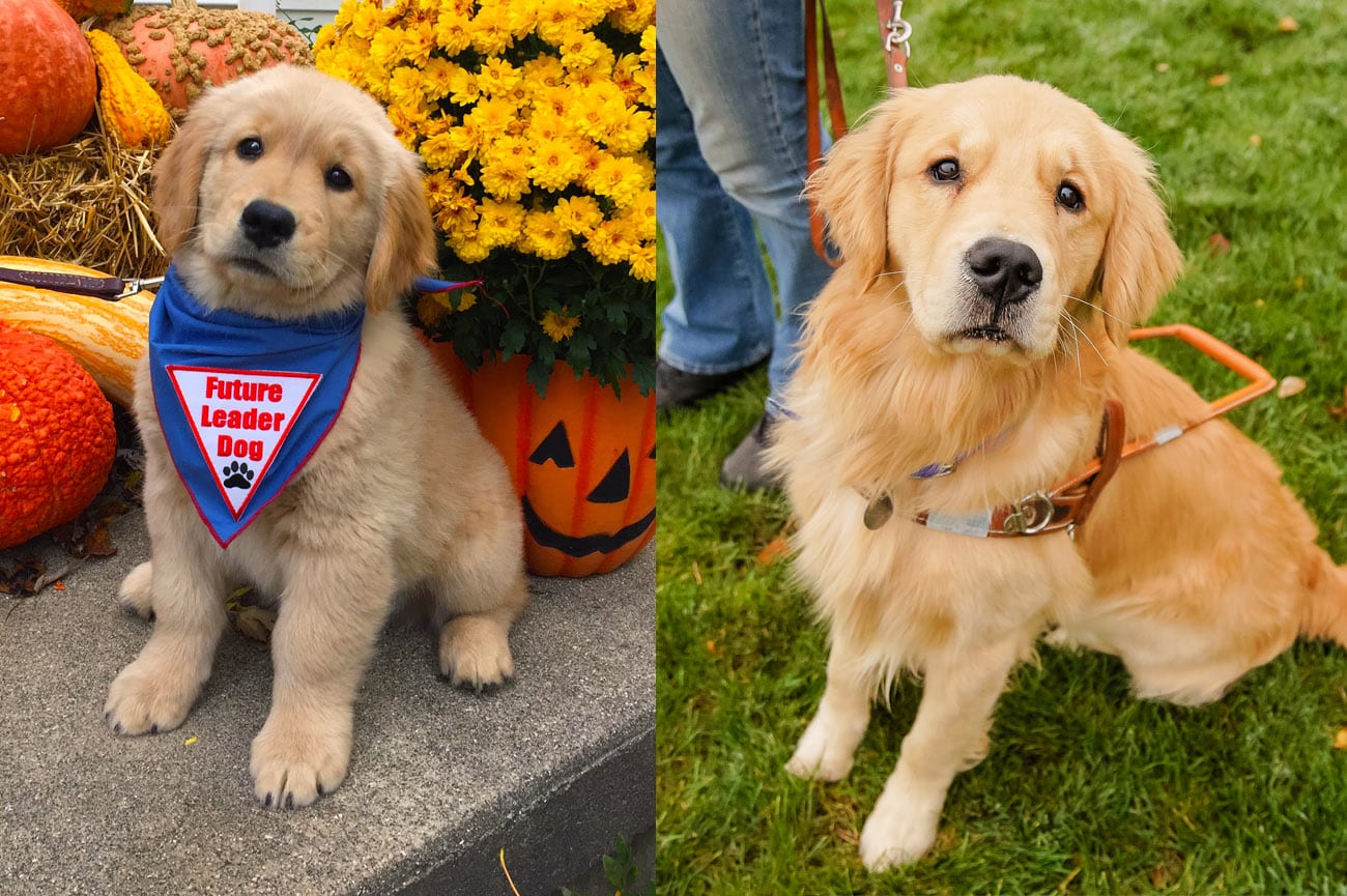 On left is a young golden retriever puppy wearing a Future Leader Dog bandanna. On right is an adult golden retriever in harness