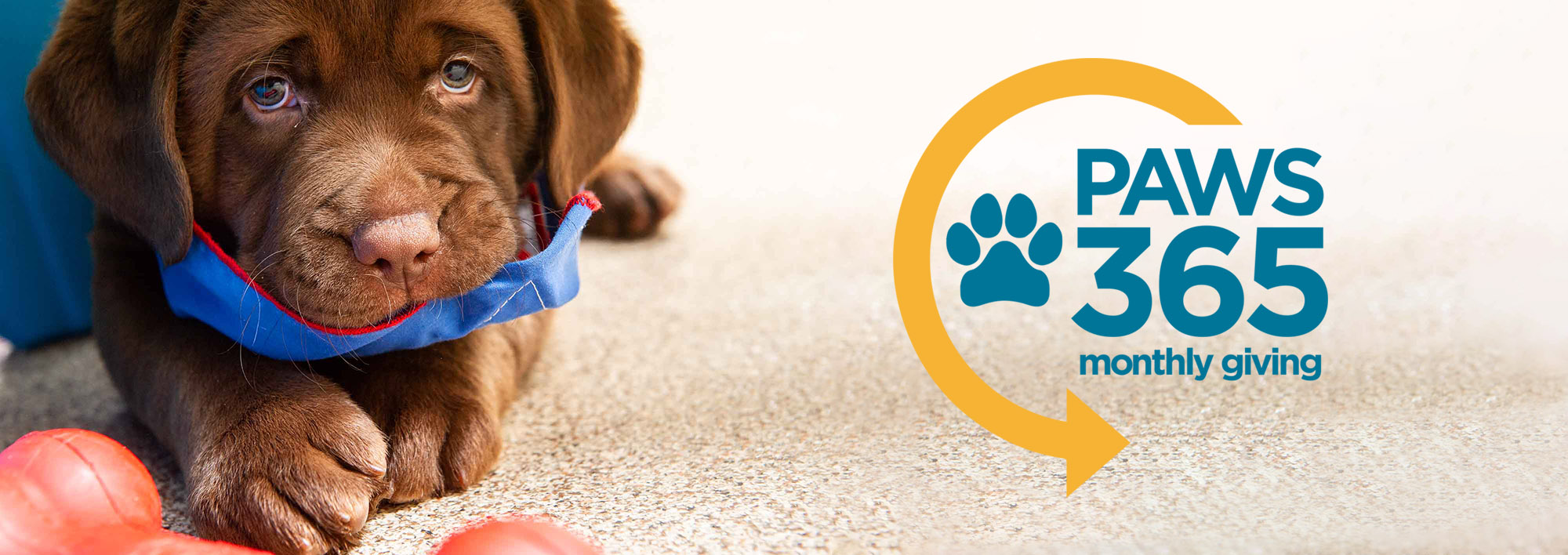 Close-up photo of a chocolate Labrador puppy is lying on a tan floor, looking straight into the camera. He is wearing a blue bandanna, which he is chewing a little bit. On the right side of the image is the Paws 365 monthly giving logo