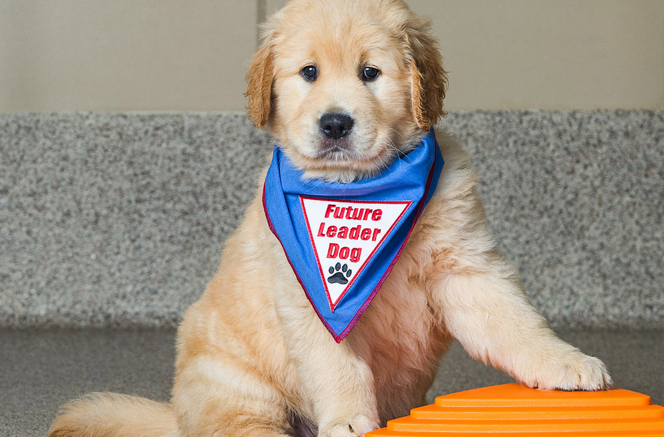 Training Your Puppy To Sit Leader Dogs For The Blind