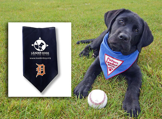 A black Labrador puppy in a blue Future Leader Dog bandana lies on grass with a baseball in front of him. He is looking at the camera. To his left is an image of a dark blue bandana with the Leader Dog logo and website and the Detroit Tigers "D" below that