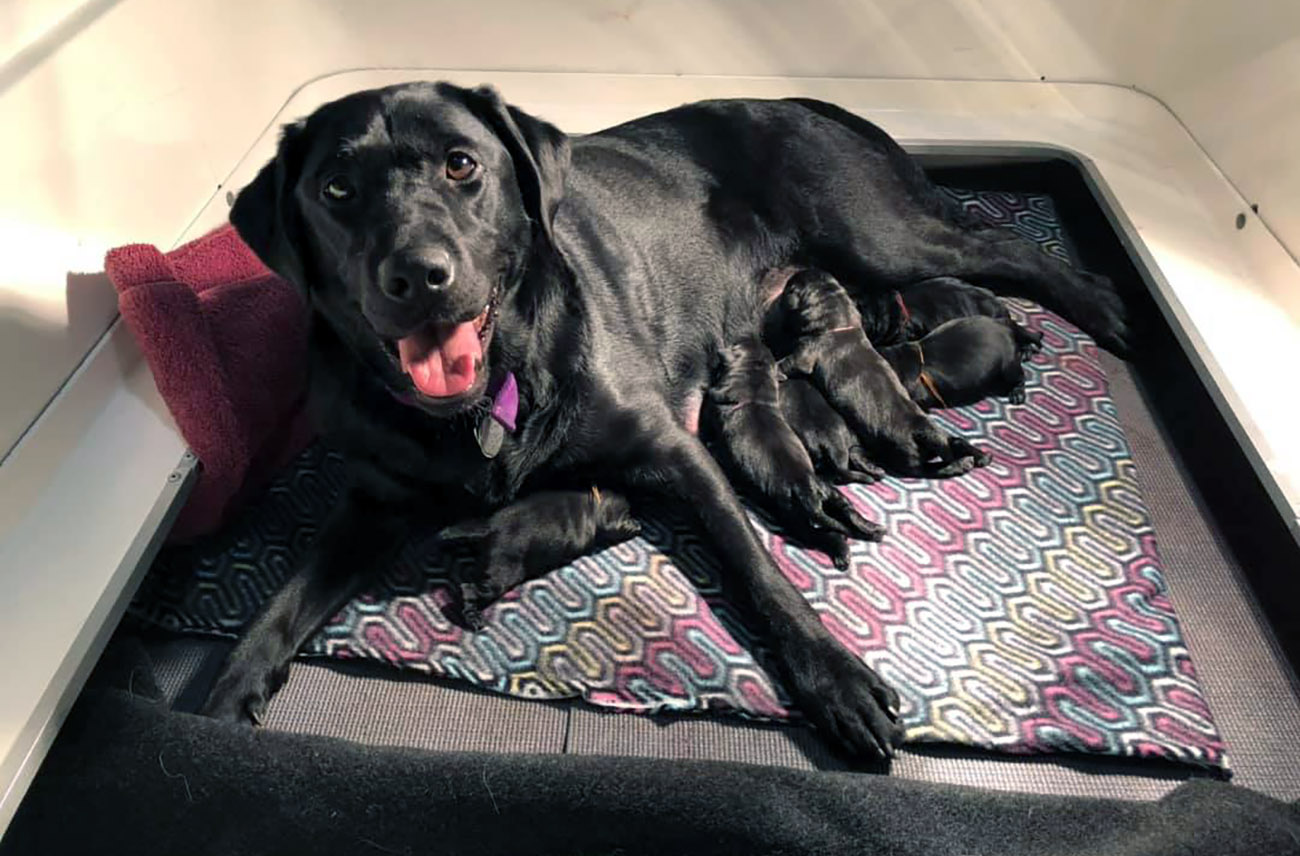 A black lab lies on a blanket in a whelping box with several newborn black lab puppies nursing 
