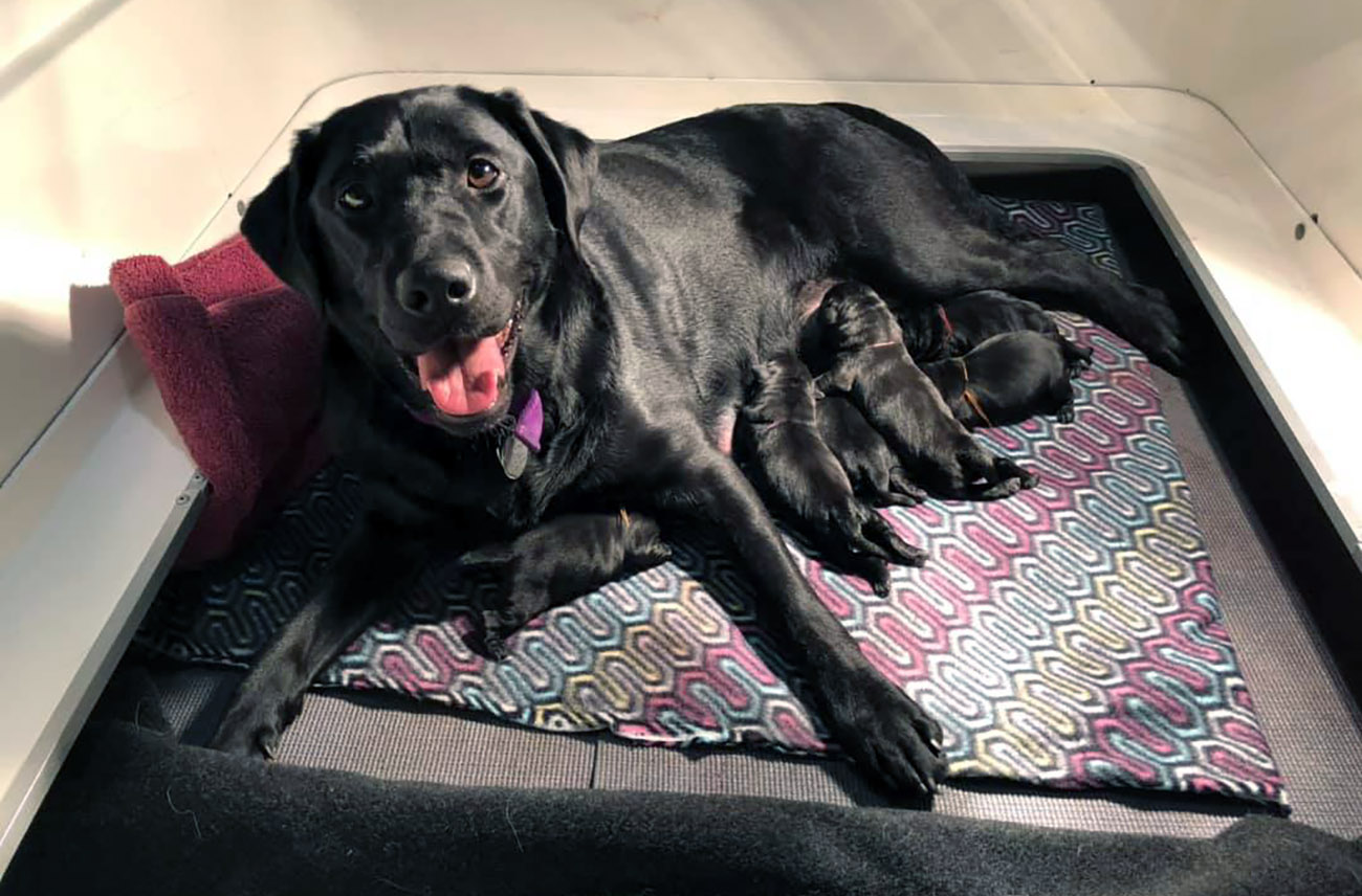 newborn black lab puppies