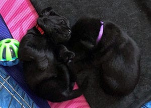 Two young black lab puppies sleep next to each other, one on its belly and one on its back
