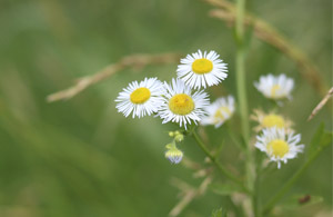 Flower with slim, white petals and yellow centers with blurry grass in the background