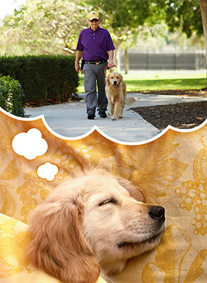 A golden retriever puppy is tucked under a yellow blanket. There is a "dream" bubble depicted over the puppy's head showing an adult golden retriever in guide dog harness walking down a sidewalk with an older man