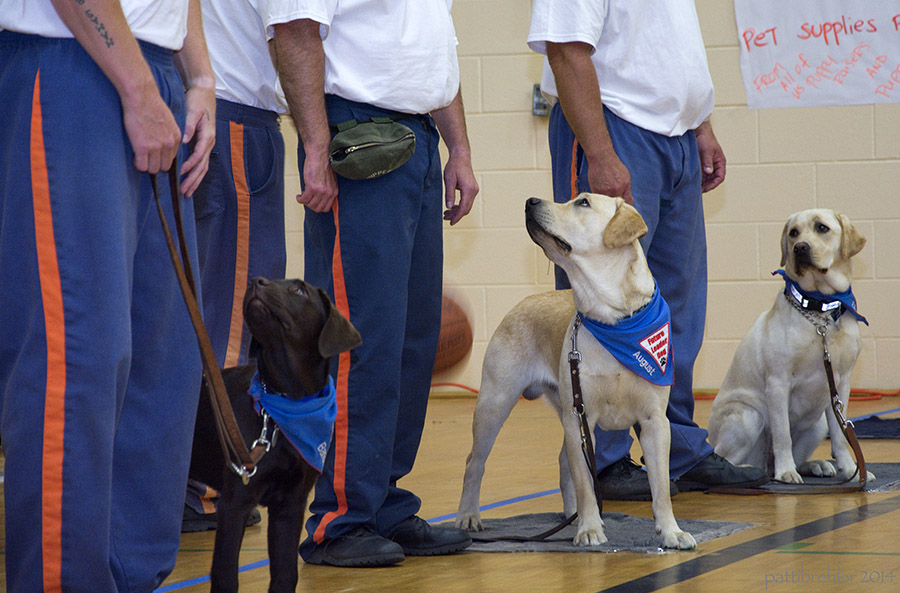 A row of dogs stand on a floor that looks similar to a high school gym. They are looking up at the men standing beside them who are holding their leashes. The men are pictured from the waist down