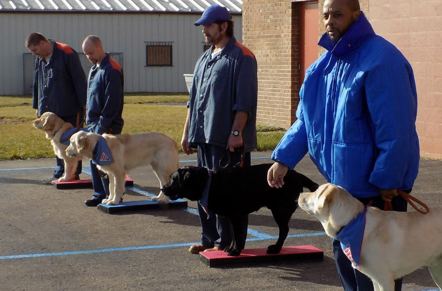 Four men in a line each with a dog (one golden retriever, one black and two yellow Labrador retrievers) on a leash held in their land hand. Each dog is standing with all four paws on a colored training step on the left side of each man.