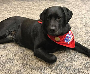 A black Labrador retriever lying on the ground wearing a red bandana with a paw print that has the American flag stars and stripes inside of it.