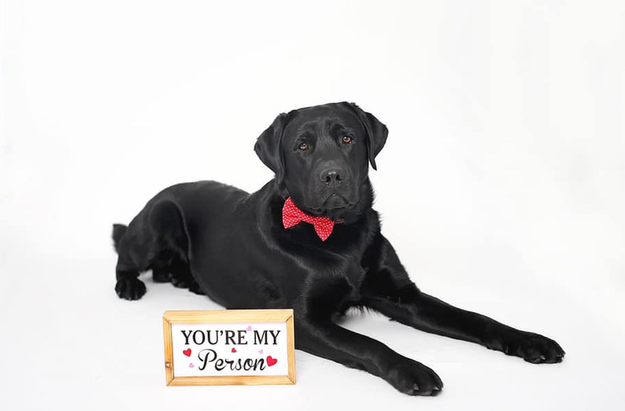 . On the left is a black Labrador retriever lying down, looking forward and wearing a red bow on its collar with a sign that says "You're My Person" with hearts on it in front of the dog. 