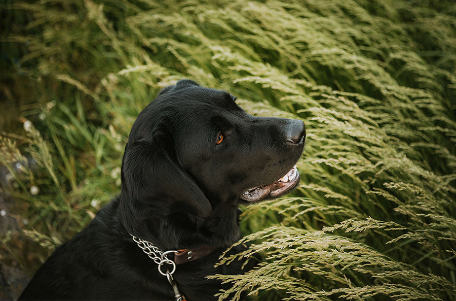 Black lab looking to the side in grass