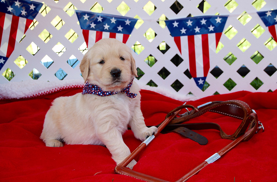 Young yellow lab puppy on red blanket next to harness. There are pendant U.S. flags in the background on a white fence.
