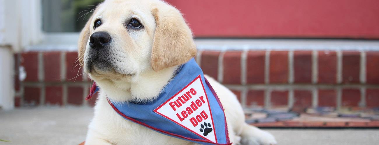 A young yellow lab lying on a concrete step in front of a red building. The puppy is wearing a blue Future Leader Dog bandanna